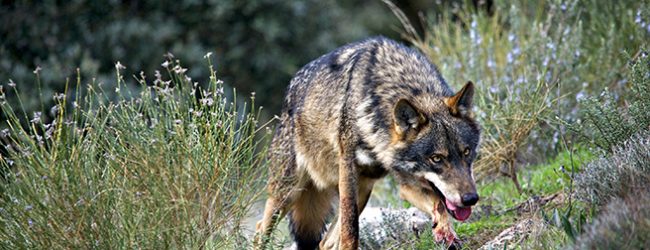 Dois lobos-ibéricos encontrados mortos em Montalegre e em Arcos de Valdevez