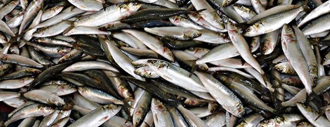 Ministra mostra na Póvoa de Varzim confiança num aumento da quota de pesca de sardinha