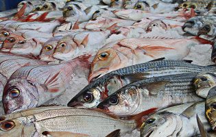 Câmara Municipal de Vila do Conde cria Semana do Pescador para promover tradições e economia