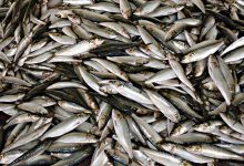 Pescadores do Norte do País notam abundância de sardinha mas lamentam preços baixos