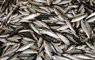 Pescadores do Norte do País notam abundância de sardinha mas lamentam preços baixos
