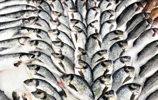 Cerca de meia tonelada de peixe apreendida nos portos de pesca de Matosinhos e Póvoa de Varzim