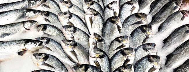 Cerca de meia tonelada de peixe apreendida nos portos de pesca de Matosinhos e Póvoa de Varzim
