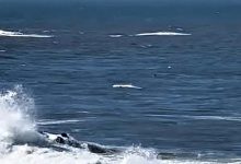 Baleia-anã com cerca de uma tonelada deu à costa na Praia de Labruge em Vila do Conde