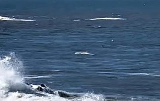 Baleia-anã com cerca de uma tonelada deu à costa na Praia de Labruge em Vila do Conde