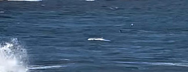 Baleia-anã com cerca de uma tonelada deu à costa na Praia de Labruge em Vila do Conde