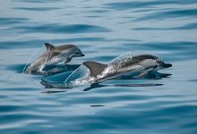 Golfinhos desfilam novamente pelo mar das praias de Vila do Conde e pelo estuário do rio Ave