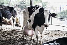 Líder da Agros diz que setor do leite precisa de condições para ser mais competitivo na Ibéria