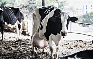 Líder da Agros diz que setor do leite precisa de condições para ser mais competitivo na Ibéria