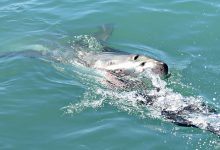 Pescador mordido por tubarão-azul a 167 quilómetros da costa de Vila do Conde