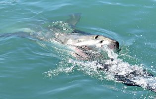 Pescador mordido por tubarão-azul a 167 quilómetros da costa de Vila do Conde