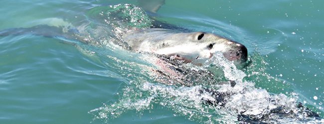 Pescador mordido por tubarão-azul a 167 quilómetros da costa de Vila do Conde