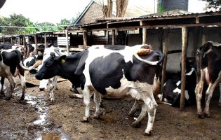 Presidente da Agros diz que preço do leite não pode descer ou explorações ficam inviáveis