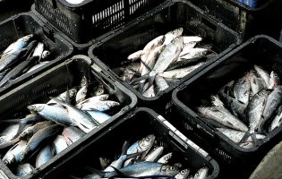 GNR apreendeu 428 Kg de peixe fresco a duas vendedoras ambulantes na Póvoa de Varzim