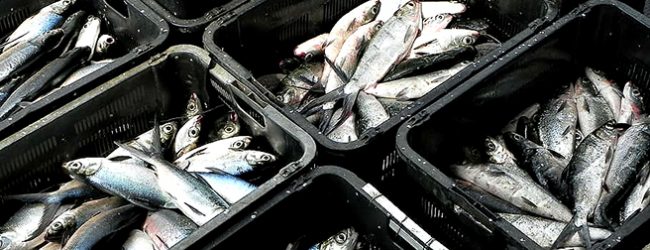 GNR apreendeu 428 Kg de peixe fresco a duas vendedoras ambulantes na Póvoa de Varzim