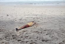 Golfinho morto dá à costa no areal entre as praias Atlântica e Pôr do Sol em Vila do Conde