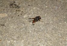 Câmara Municipal de Matosinhos destruiu 536 ninhos de vespas asiáticas em 2023
