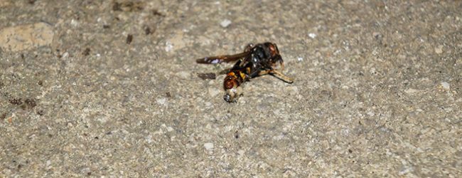 Câmara Municipal de Matosinhos destruiu 536 ninhos de vespas asiáticas em 2023