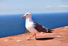Matosinhos está entre os concelhos da Área Metropolitana do Porto para controlo de gaivotas