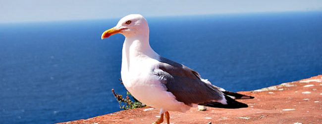 Matosinhos está entre os concelhos da Área Metropolitana do Porto para controlo de gaivotas