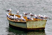 Vila do Conde está entre os concelhos da Área Metropolitana do Porto para controlo de gaivotas