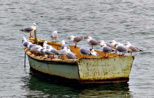 Vila do Conde está entre os concelhos da Área Metropolitana do Porto para controlo de gaivotas