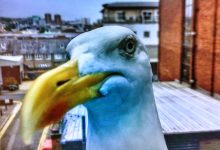 Área Metropolitana do Porto vai executar plano de controlo de gaivotas nos municípios costeiros
