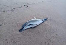 Cadáver de golfinho dá à costa no areal da Praia de Nossa Senhora da Guia em Vila do Conde