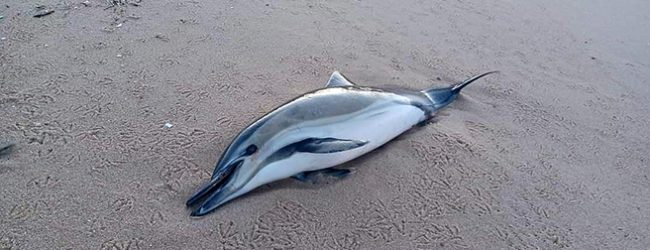 Cadáver de golfinho dá à costa no areal da Praia de Nossa Senhora da Guia em Vila do Conde