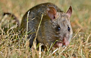 PSD de Matosinhos denuncia existência de ratos nos jardins públicos do concelho