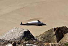 Cadáver de golfinho dá à costa no areal entre as praias dos Banhos e a Olinda de Vila do Conde