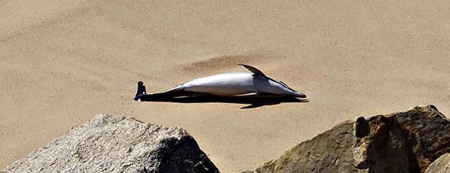 Cadáver de golfinho dá à costa no areal entre as praias dos Banhos e a Olinda de Vila do Conde