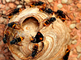 Concurso de Inovação na Escola premeia compostagem e combate à vespa asiática