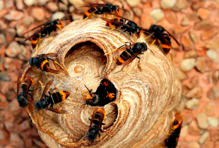 Concurso de Inovação na Escola premeia compostagem e combate à vespa asiática