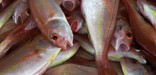 Investigadores do B2E de Matosinhos integram projeto para combater desperdício de pescado