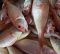 Investigadores do B2E de Matosinhos integram projeto para combater desperdício de pescado