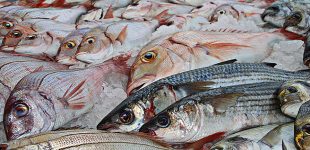 Câmara de Vila do Conde celebra Semana do Pescador com confeção de caldeirada ‘gigante’