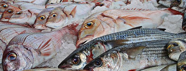 Câmara de Vila do Conde celebra Semana do Pescador com confeção de caldeirada ‘gigante’