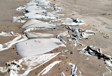 BE pede que Governo atue em “atentado ambiental” na praia da Estela da Póvoa de Varzim