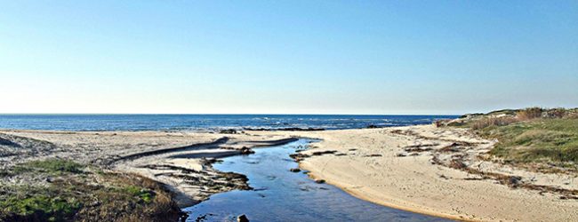 Praias de Labruge e Mindelo em Vila do Conde interditas a banhos após casos de alergias