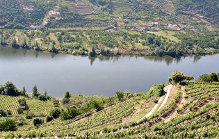 Ministro da Agricultura e Pescas não quer regiões “umas contra as outras” por destilação do vinho