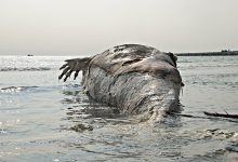 Baleia morta deu à costa em praia da freguesia de Vila Chã em Vila do Conde