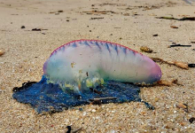 Caravela-portuguesa morta avistada no areal da Praia Azul Norte de Vila do Conde