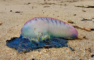 Caravela-portuguesa morta avistada no areal da Praia Azul Norte de Vila do Conde