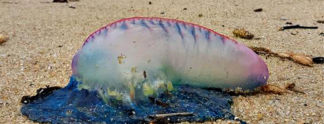 Caravela-portuguesa morta avistada no areal da Praia Azul Norte de Vila do Conde