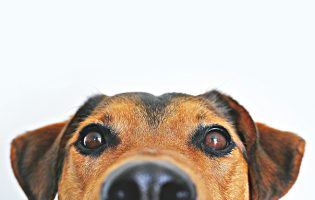 Esquerda critica falta de verba para animais no OE2025 e PSD garante reforço de 500 mil euros