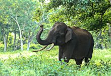 GNR apreende patas, pele e couros de elefante em Vila do Conde avaliados em 100 mil euros