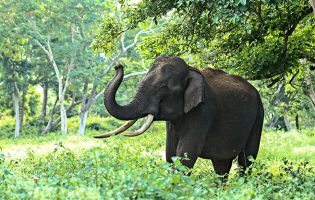 GNR apreende patas, pele e couros de elefante em Vila do Conde avaliados em 100 mil euros