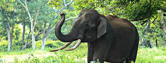 GNR apreende patas, pele e couros de elefante em Vila do Conde avaliados em 100 mil euros