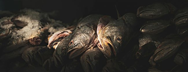 Polícia Marítima de Leixões apreende 8.664 quilos de peixe em Matosinhos no valor de 40.333 euros